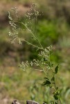 Vernonia cinerea var. cinerea