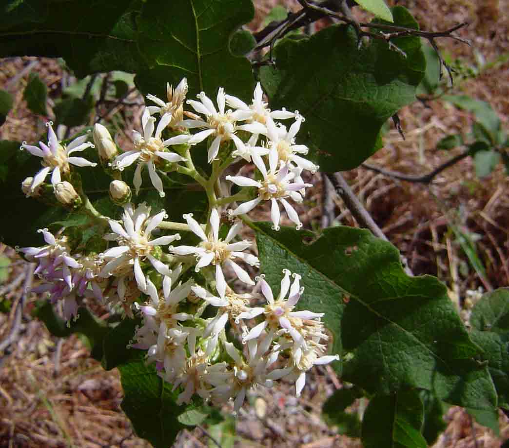 Vernonia colorata subsp. colorata