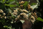 Vernonia colorata subsp. colorata