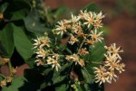 Vernonia colorata subsp. colorata