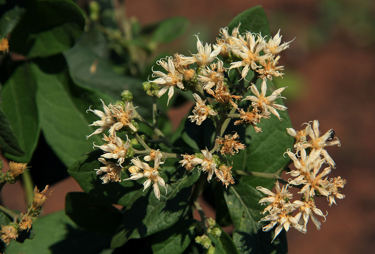Vernonia colorata subsp. colorata