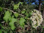 Vernonia colorata subsp. colorata