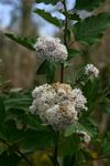 Vernonia colorata subsp. colorata
