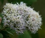 Vernonia colorata subsp. colorata
