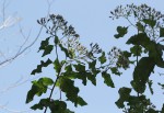 Vernonia colorata subsp. colorata