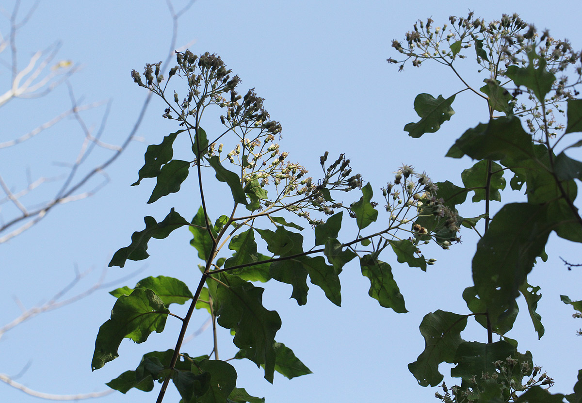 Vernonia colorata subsp. colorata