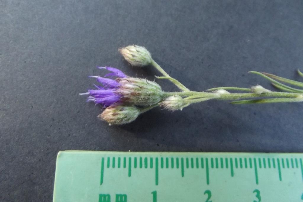 Vernonia rhodanthoidea