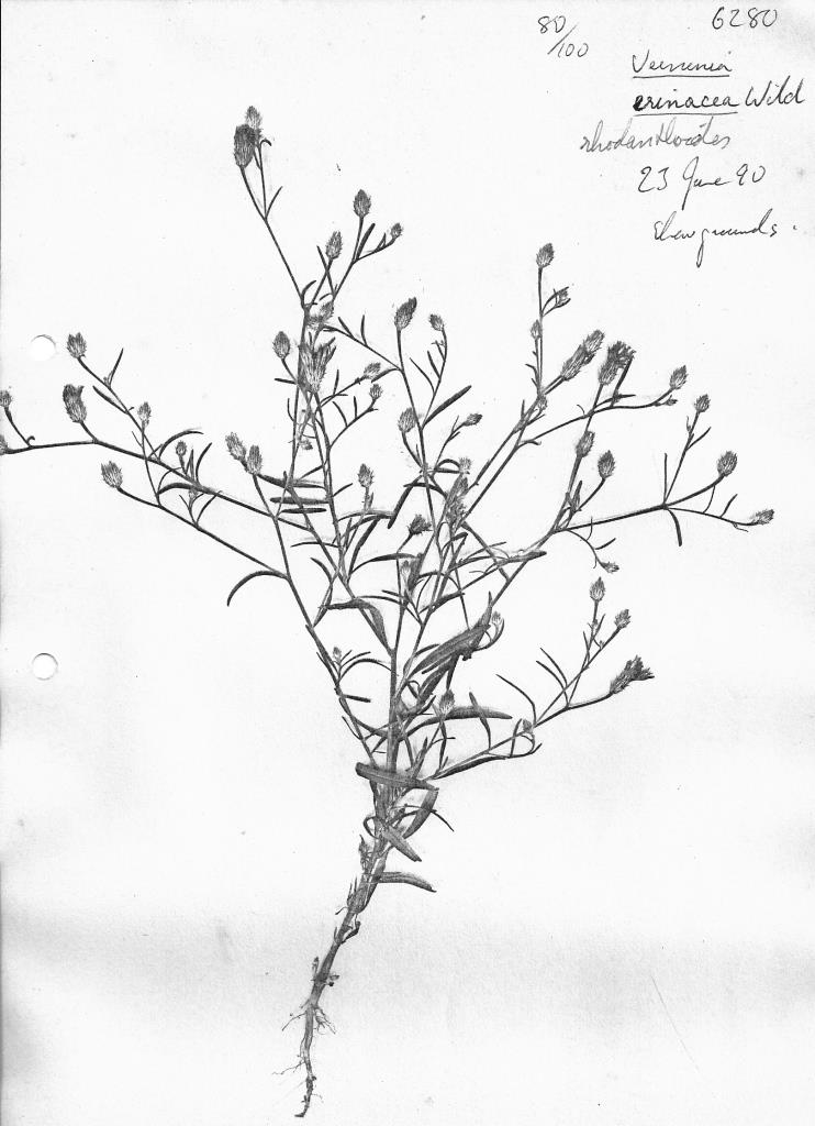 Vernonia rhodanthoidea