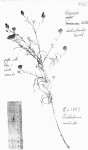 Vernonia rhodanthoidea
