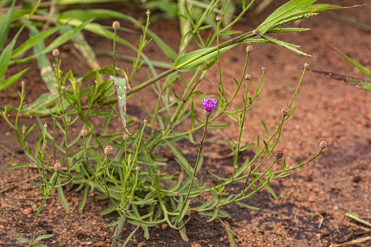 Parapolydora fastigiata Parapolydora fastigiata