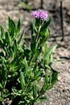 Vernonia galpinii
