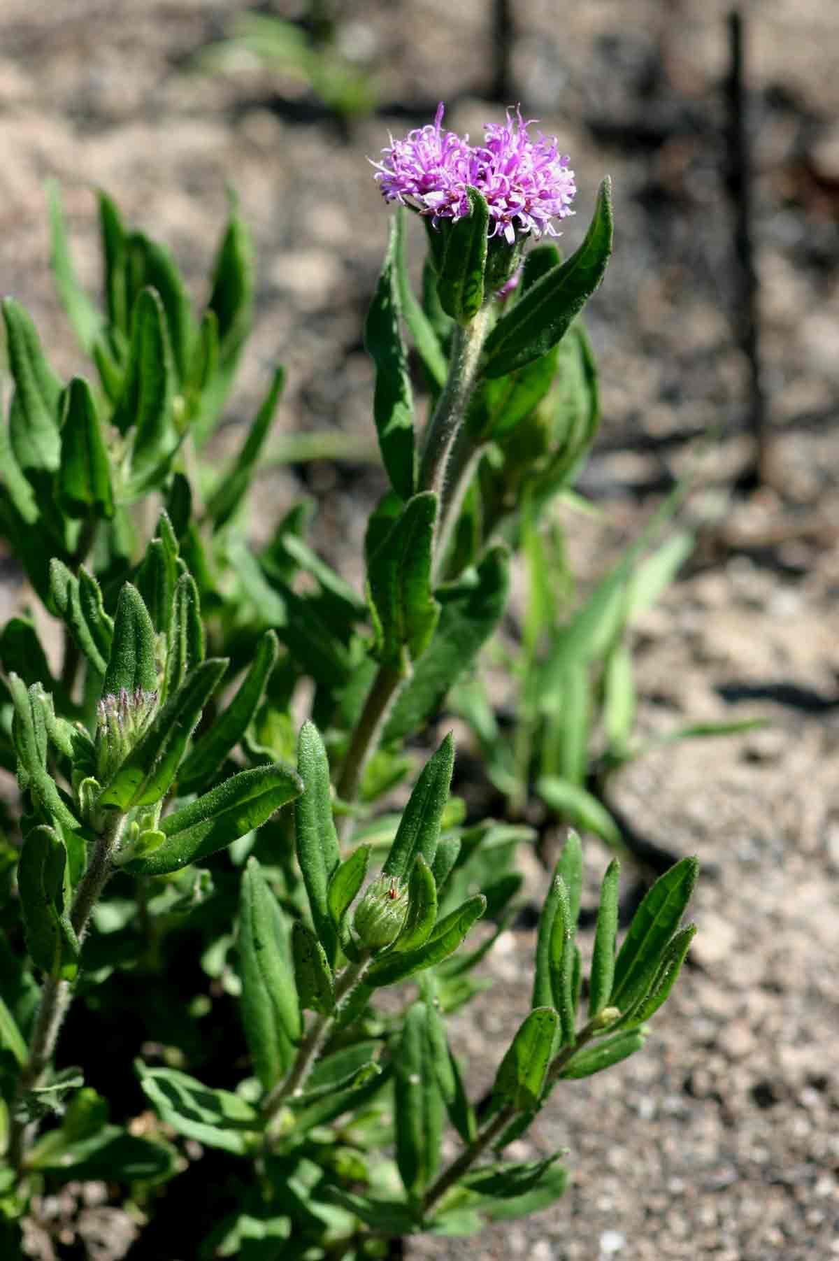 Vernonia galpinii