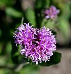 Vernonia galpinii