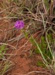 Vernonia galpinii