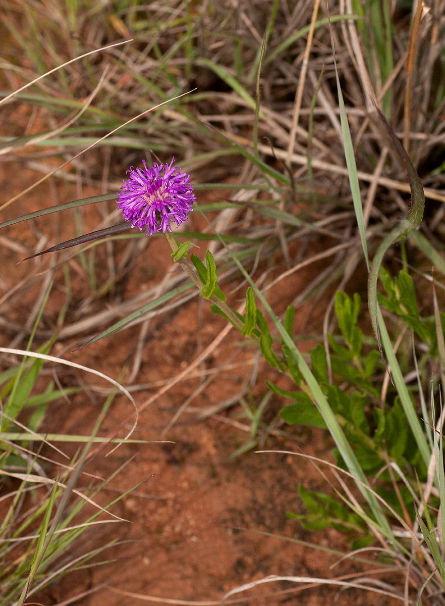 Vernonia galpinii