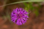 Vernonia galpinii