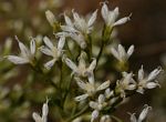 Vernonia glaberrima