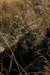 Vernonia glaberrima