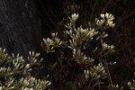 Vernonia glaberrima
