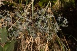 Vernonia glaberrima