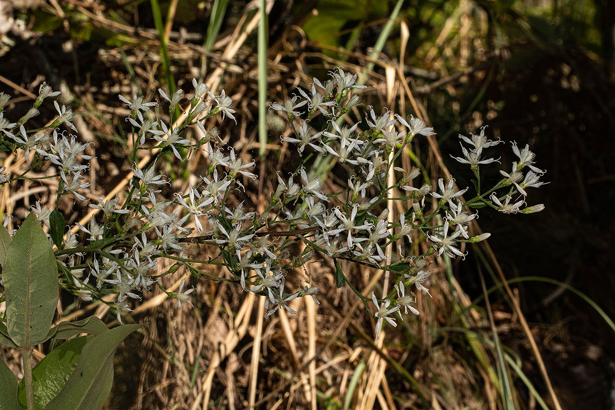 Vernonia glaberrima