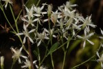 Vernonia glaberrima