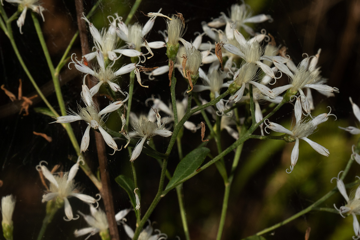 Vernonia glaberrima