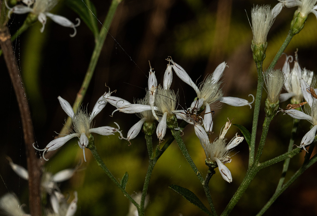 Vernonia glaberrima