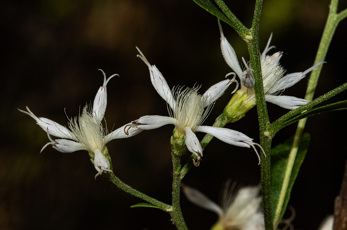 Vernonia glaberrima