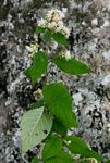 Vernonia holstii