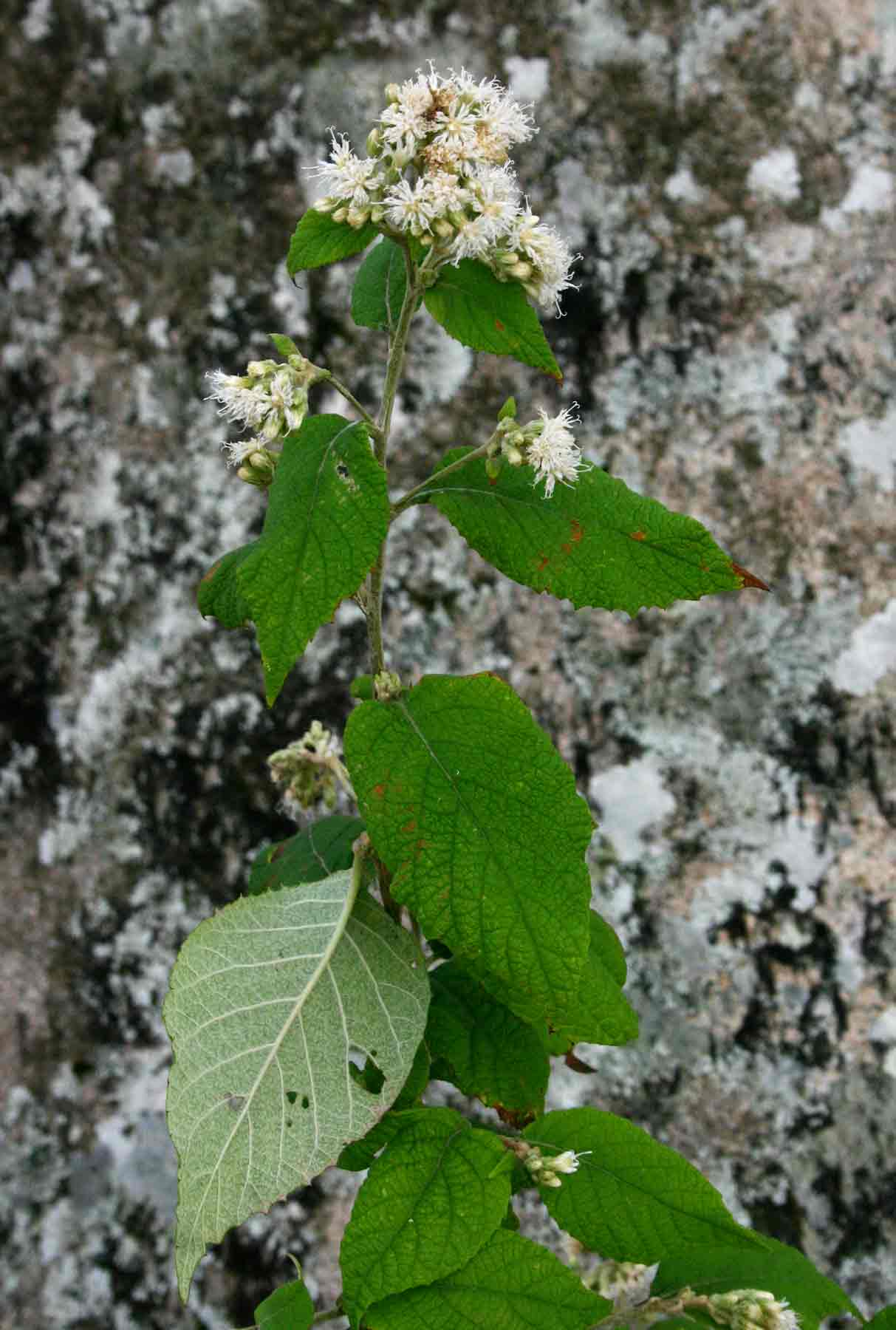 Vernonia holstii