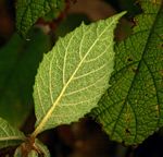 Vernonia holstii