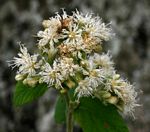 Vernonia holstii