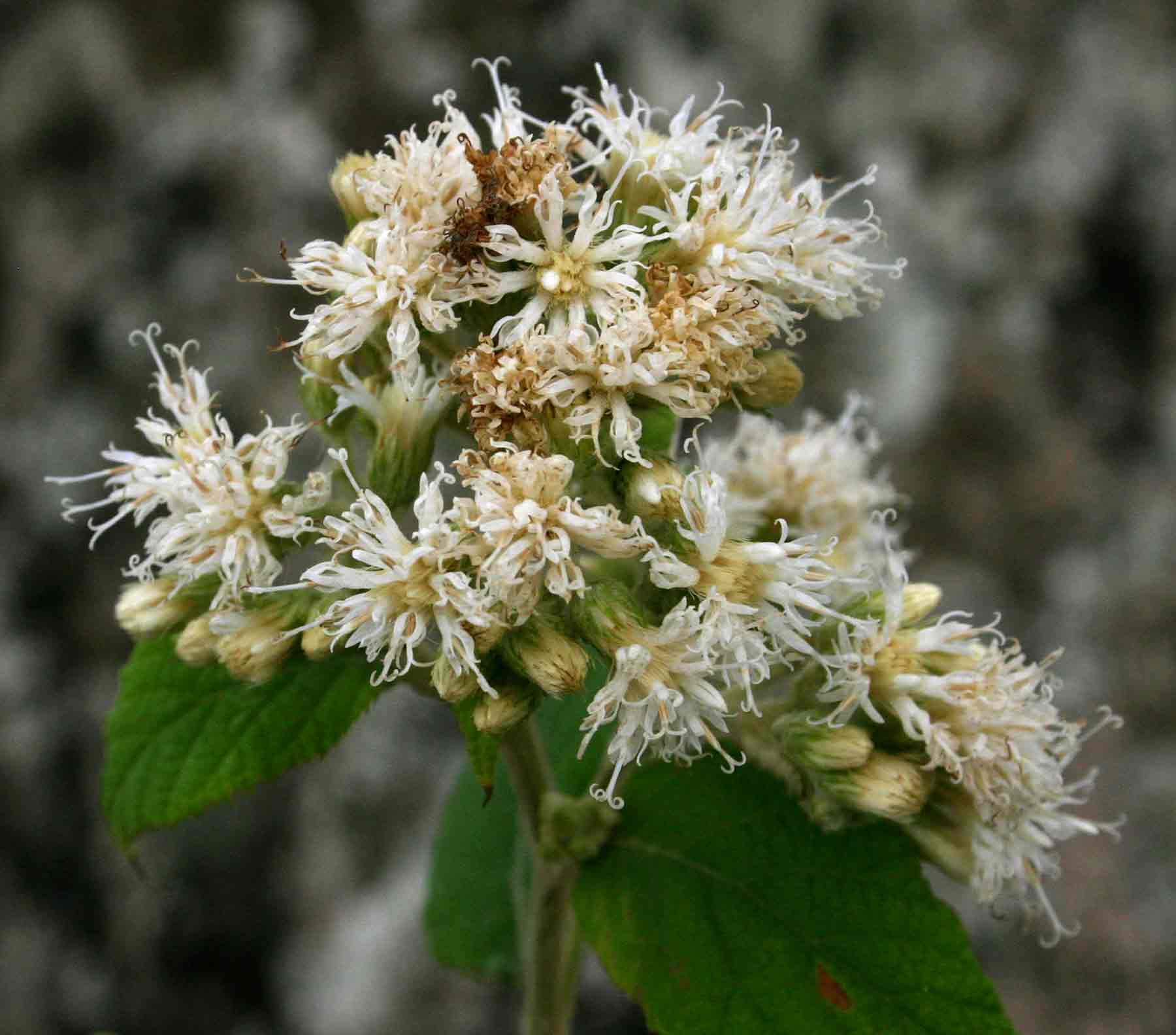 Vernonia holstii