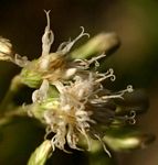 Vernonia holstii