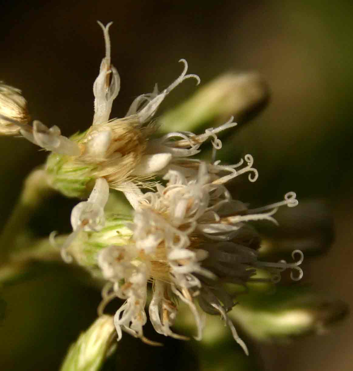 Vernonia holstii