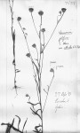 Vernonia jelfiae var. albida