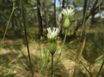 Vernonia jelfiae var. albida