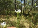 Vernonia jelfiae var. albida