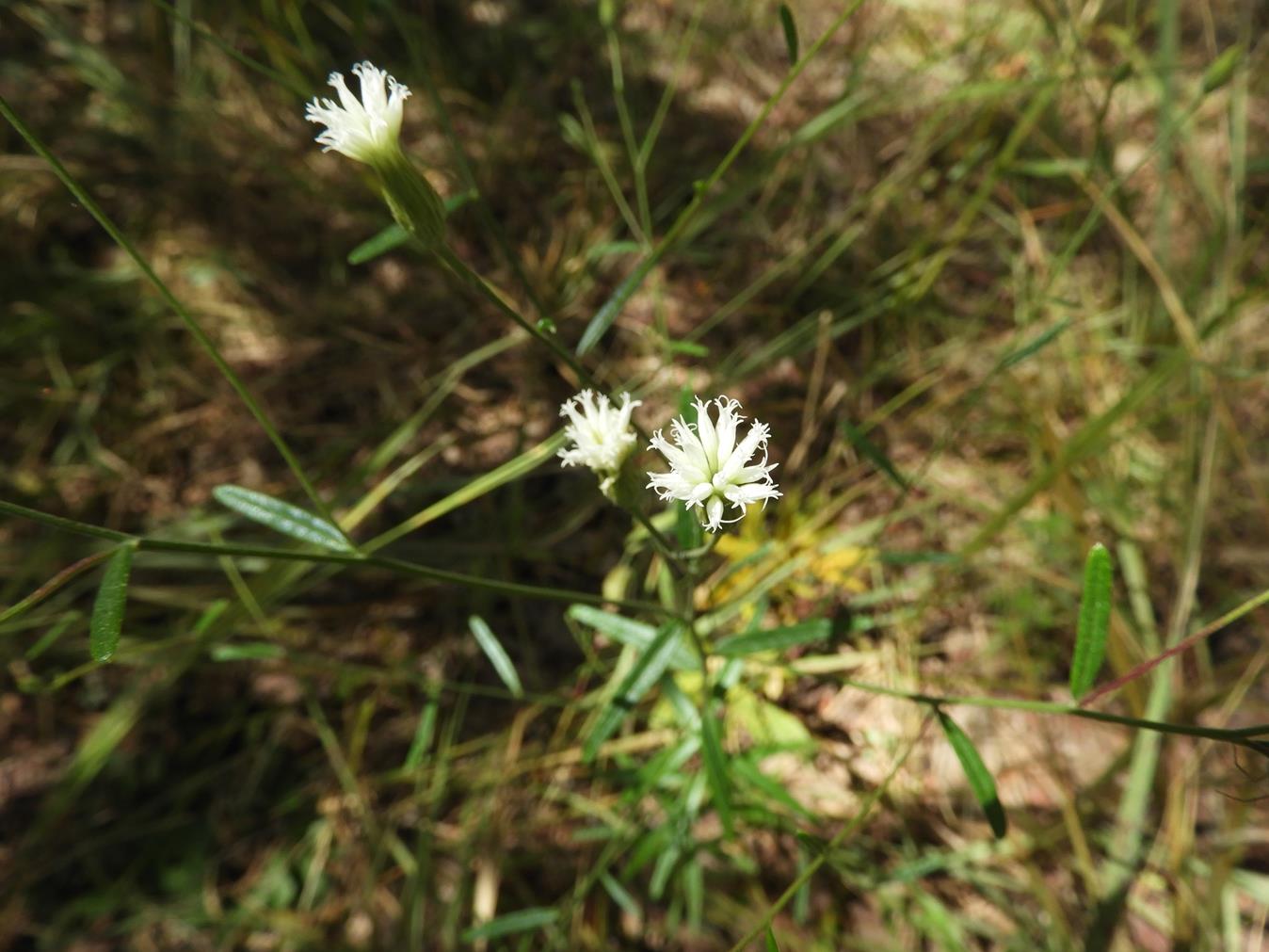 Vernonia jelfiae var. albida