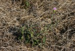 Vernonia kirkii