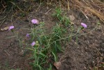 Vernonia kirkii
