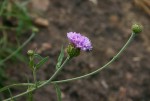 Vernonia kirkii