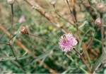 Vernonia kirkii