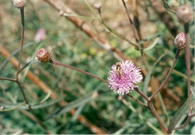 Vernonia kirkii