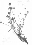 Vernonia kirkii
