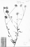 Vernonia kirkii