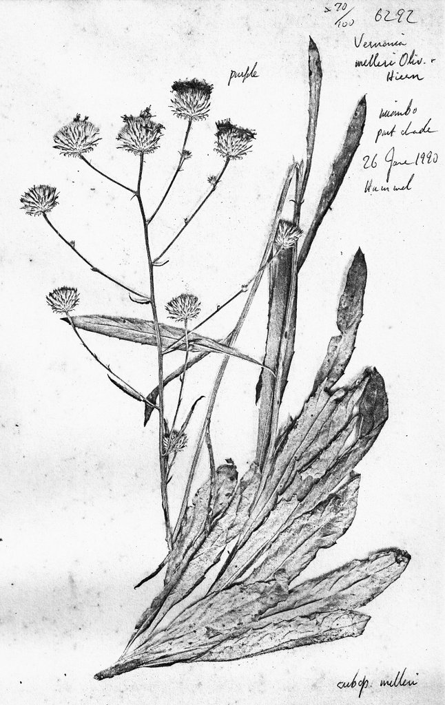 Vernonia melleri var. melleri