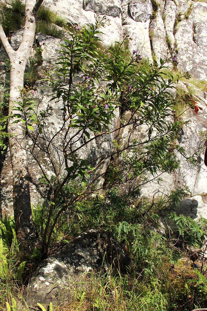 Vernonia muelleri subsp. muelleri