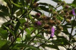 Vernonia muelleri subsp. muelleri